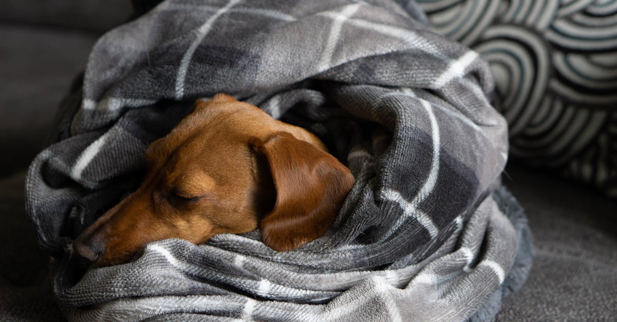 Dachshund Bed — featured guide image
