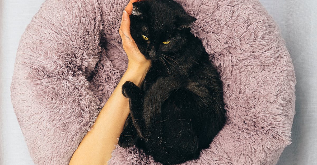 Why understanding how to choose a calming pet bed matters for your pet's wellbeing — how to choose a calming pet bed visua...