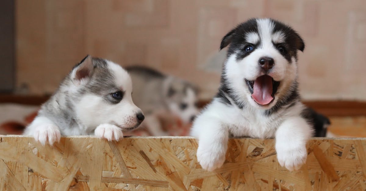 Pet Shops Gold Coast Puppies For Sale — featured guide image