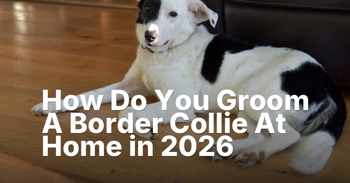 How Do You Groom A Border Collie At Home Guide - Mindiampets | Pet Shop Online Border collie home - article featured image