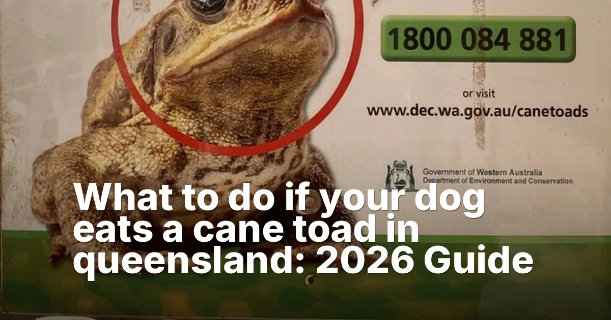 What To Do If Your Dog Eats A Cane Toad In Queensland Guide - Mindiampets | Pet Shop Online Cane toad queensland - article featured image