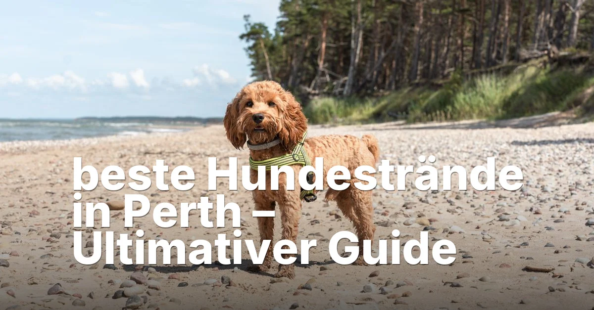 Beste Hundestrände In Perth Guide - Mindiampets | Pet Shop Online Beste hundestrände perth - article featured image