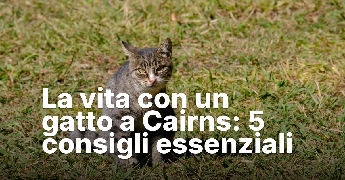 La Vita Con Un Gatto A Cairns Guide - Mindiampets | Pet Shop Online Un gatto cairns - article featured image