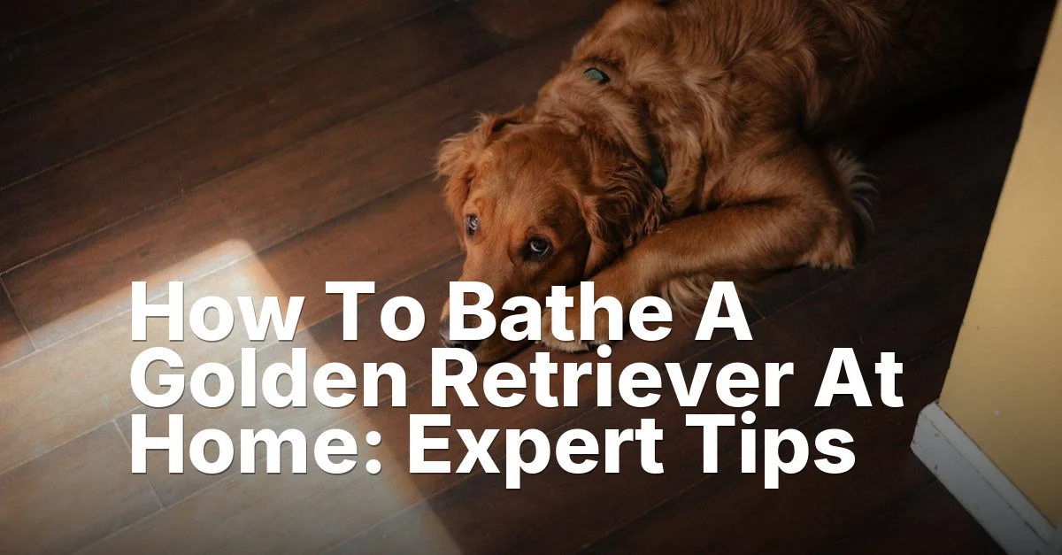 How To Bathe A Golden Retriever At Home Guide - Mindiampets | Pet Shop Online Golden retriever home - article featured image