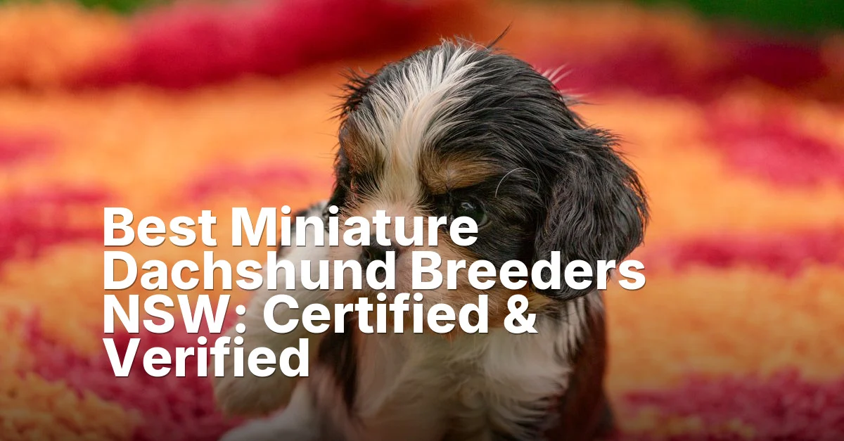 Dachshund breeders nsw - article featured image