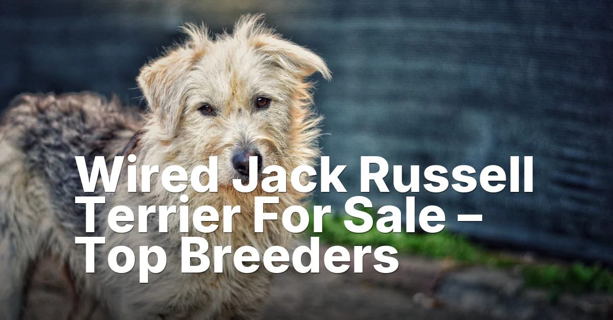 Russell terrier sale - article featured image