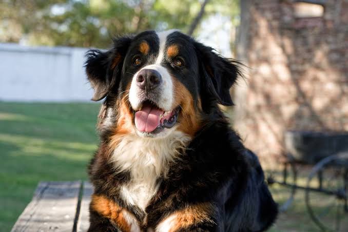 Bernese Mountain Dog