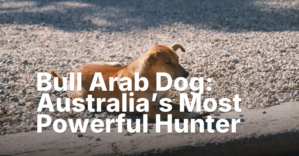 Bull arab dog - article featured image