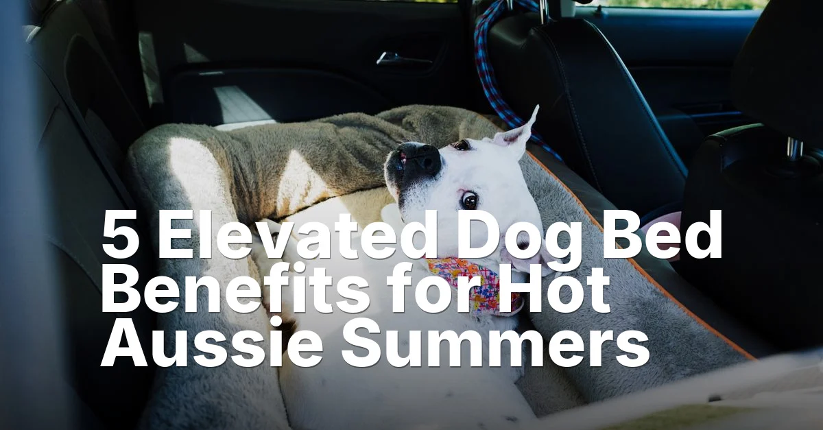 Elevated dog bed - article featured image